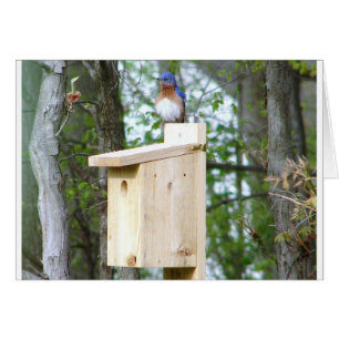 Cartão Penas Ruffled Bluebird