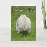 Cartão Pensamento de você Pug rude engraçado<br><div class="desc">Um cão cómico do pug que vai o banheiro</div>