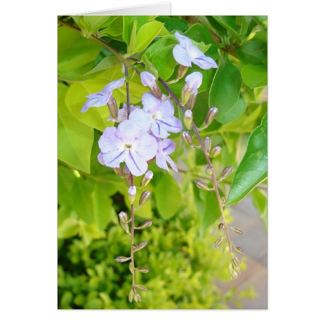 Cartão Pensamentos do Primavera v2 (Frente)