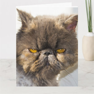 CARTÃO PENSANDO EM SUAS CARTAS DE GREETING DE GATO PERSA