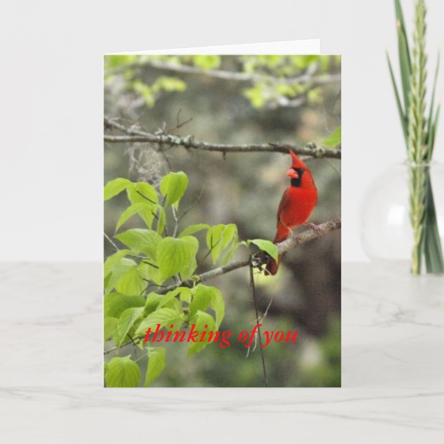 Cartão pensando em você/ cardeal (Frente)