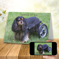 Pensando Em Você Cavalier King Charles Deficiência