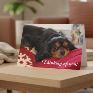 Cartão Pensando em você Cavalier King Charles Spaniel