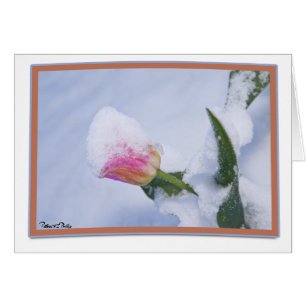 Cartão Pensando em você, neve coberta de Tulipa Rosa