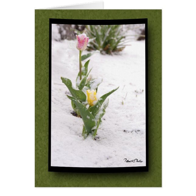 Cartão Pensando em você Neve Tulipas Amarelas Cor-de-Rosa (Frente)