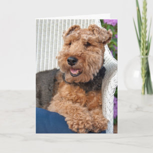 Cartão pensando em você-Welsh Terrier na cadeira de wicke