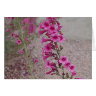 Cartão Penstemons cor-de-rosa
