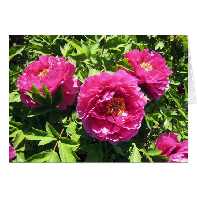 Cartão peônias cor-de-rosa (Frente horizontal)