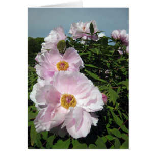 Cartão Peônias do rosa de bebê