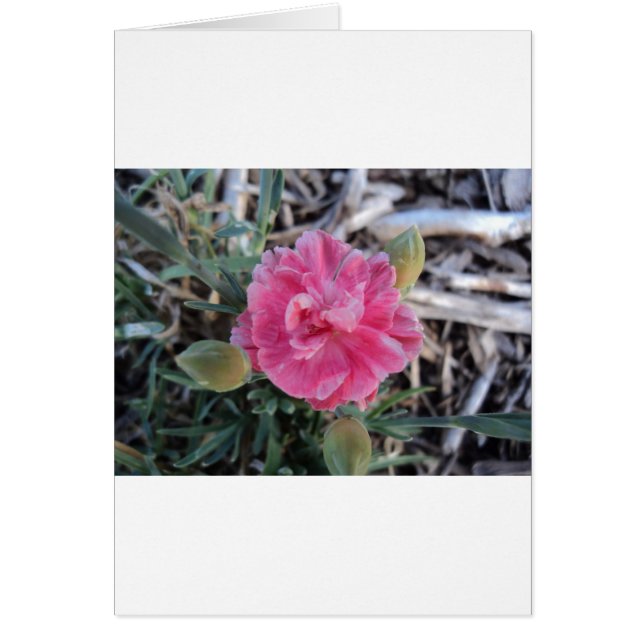 Cartão Peony (Frente)