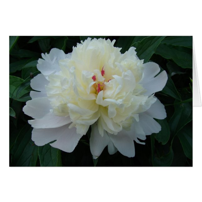 Cartão Peony (Frente Horizontal)