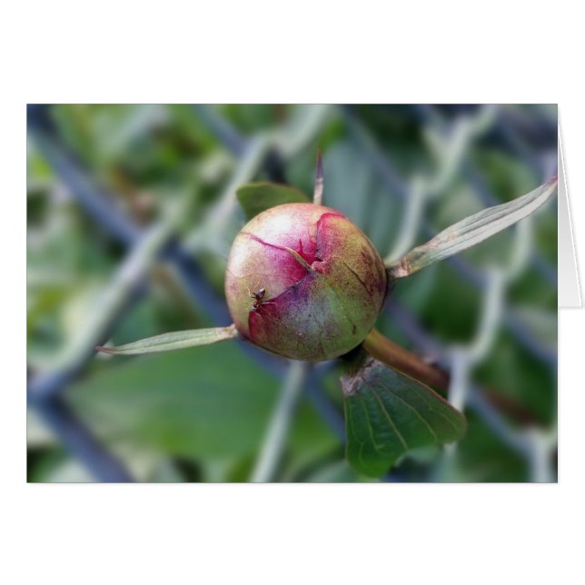 Cartão peony bud (Frente Horizontal)
