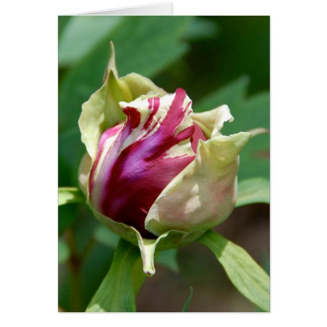 Cartão Peony Bud (Frente)