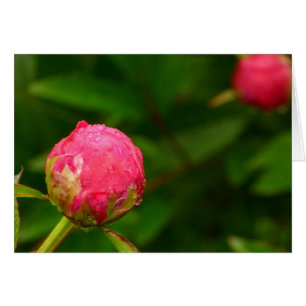 Cartão Peony Bud Card
