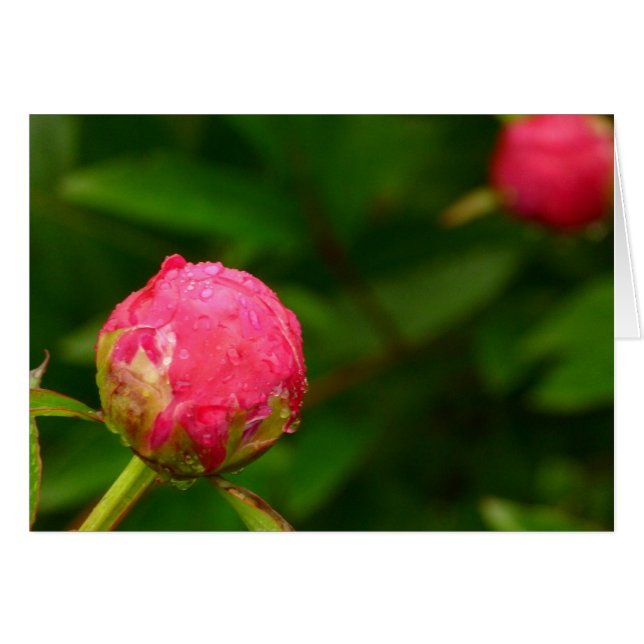Cartão Peony Bud Card (Frente Horizontal)