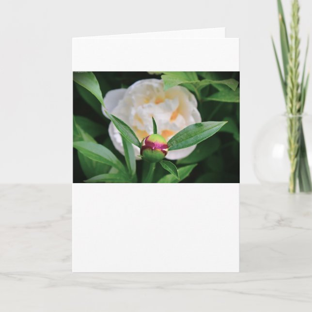 Cartão Peony, carta (Frente)