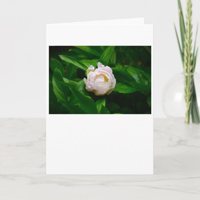 Cartão Peony, carta (Frente)