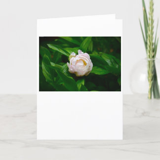 Cartão Peony, carta