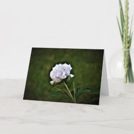 Cartão Peony, carta