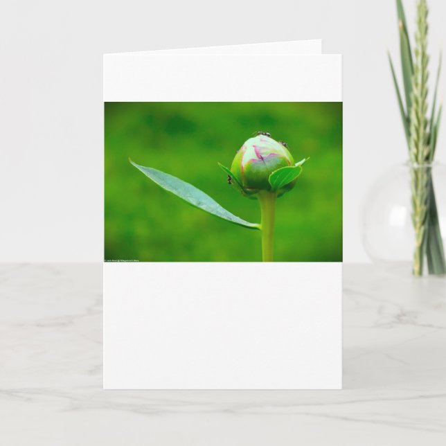 Cartão Peony, carta (Frente)