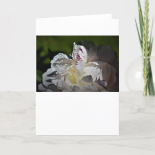 Cartão Peony, carta