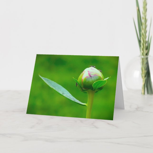 Cartão Peony, carta (Frente)