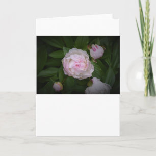 Cartão Peony, carta