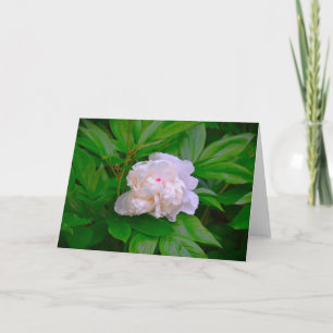 Cartão Peony, carta
