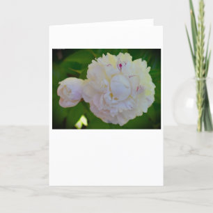 Cartão Peony, carta
