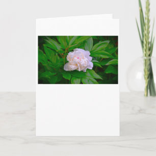 Cartão Peony, carta