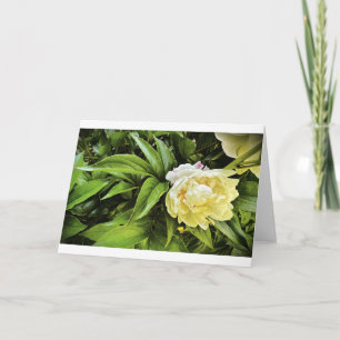Cartão Peony, carta