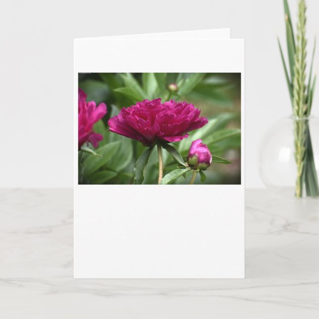 Cartão Peony, carta (Frente)