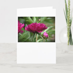Cartão Peony, carta