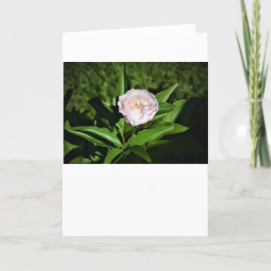 Cartão Peony, carta