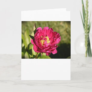 Cartão Peony, carta