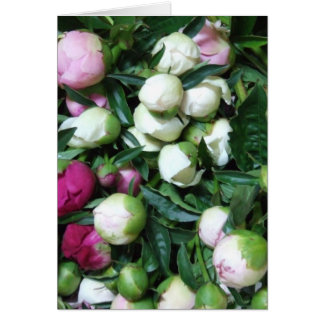 Cartão Peony e Garden Fotos 135 2008