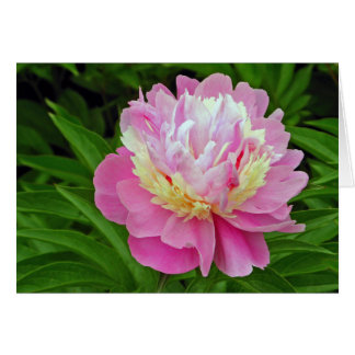 Cartão Peony Flower