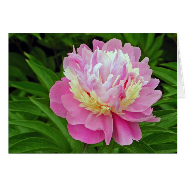Cartão Peony Flower (Frente Horizontal)