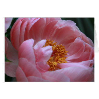 Cartão Peony Garden