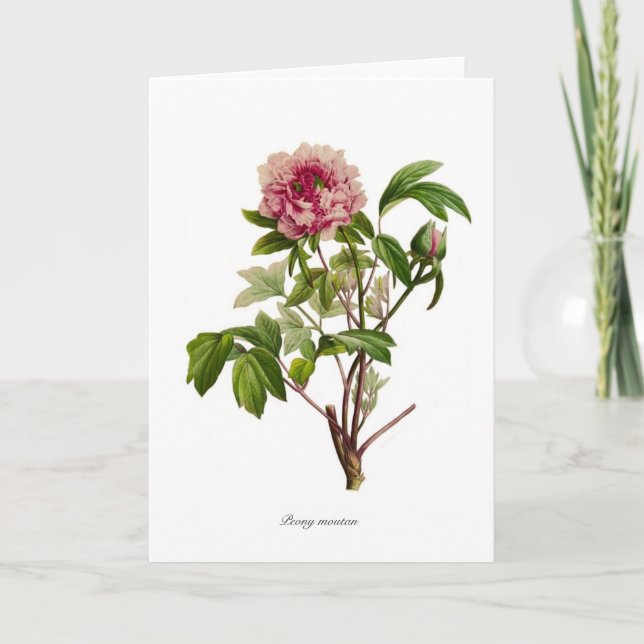Cartão Peony moutan (Frente)