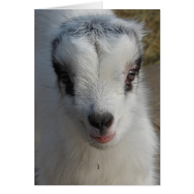 Cartão Pequeno Amigo Bonito (Frente)