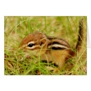 Cartão Pequeno Chipmunk minúsculo do bebê