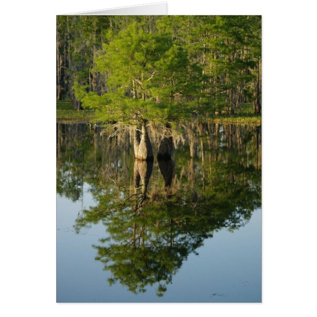 Cartão Pequeno cipress 1 (Frente)