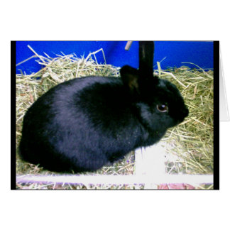 Cartão Pequeno Coelho 2