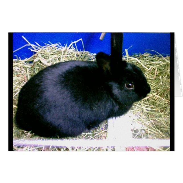 Cartão Pequeno Coelho 2 (Frente Horizontal)