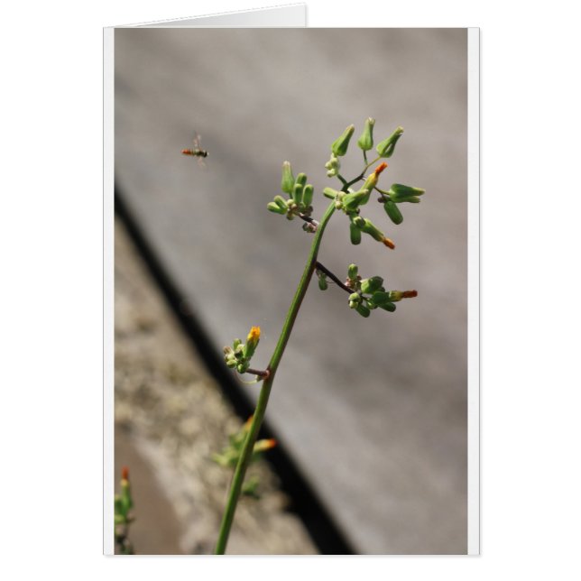 Cartão Pequeno Inseto, Pequena Flor (Frente)