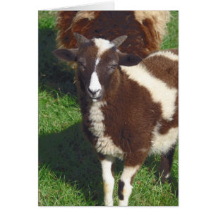 Cartão Pequeno No Verão