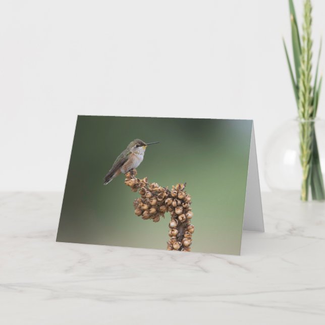 Cartão Pequeno pássaro-do-sol (Frente)