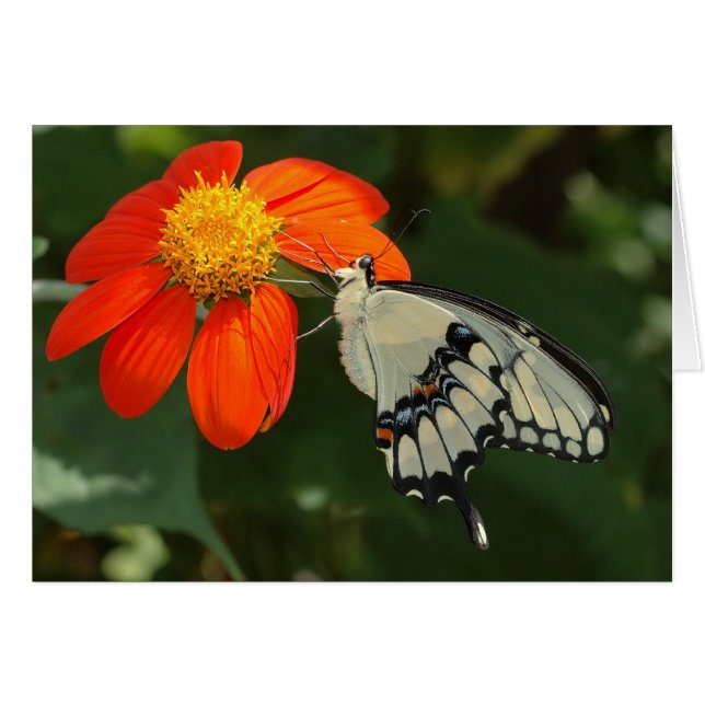 Cartão Pequeno rabo-de-cavalo gigante na flor (Frente Horizontal)