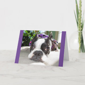 Cartão Pequeno sesta… ou DOIS! Lola B. Boston